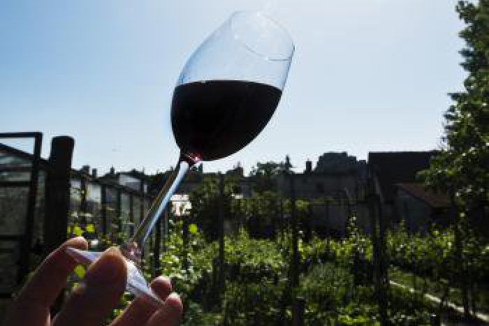 Ilustračný obrázok k článku Malokarpatskí vinári opäť otvoria svoje pivnice milovníkom vínnej turistiky