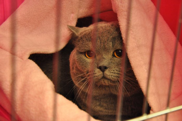Ilustračný obrázok k článku Desať kíl vážiace mačky s nádhernými očami. Ktorej by ste na Medzinárodnej výstave v Ružinove udelili korunku krásy vy? + FOTO