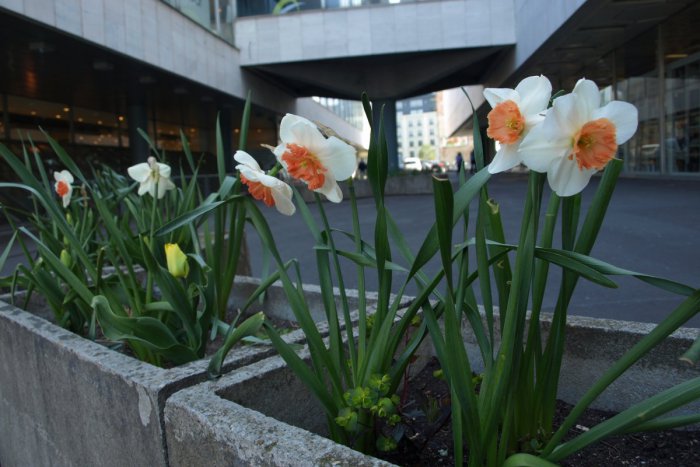 Ilustračný obrázok k článku V Bratislave už cítiť jar. Mesto začalo na námestiach vysádzať kvetiny