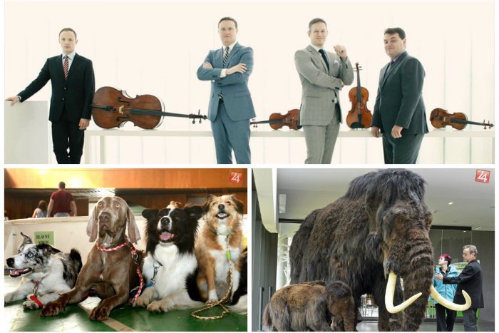 Ilustračný obrázok k článku TIPY NA VÍKEND: Otvorenie gigantickej výstavy, Incheba plná psov a tradičné trhy