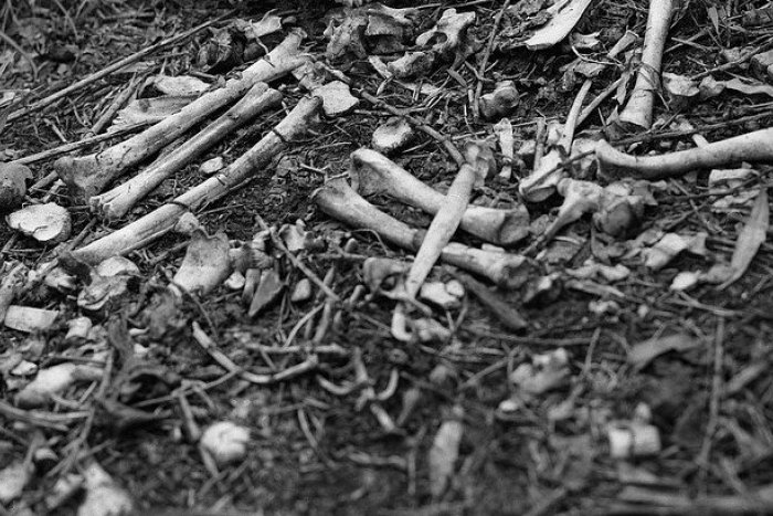 Ilustračný obrázok k článku V lese pri Bratislave našli pozostatky ľudského tela v trezore