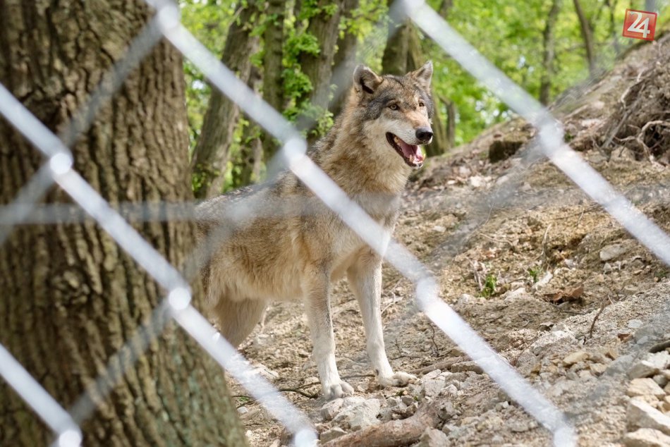 Ilustračný obrázok k článku V bratislavskej ZOO museli operovať jedného z vlkov eurázijských