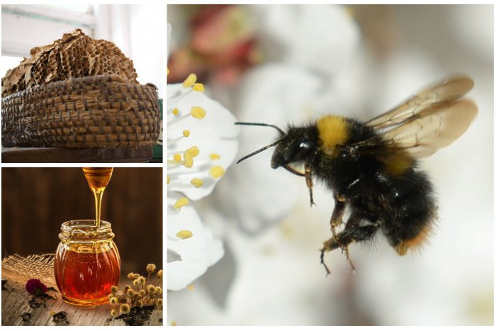 Ilustračný obrázok k článku Chcete vidieť tisícročnú včelu a ochutnať lahodný med? Zájdite do Pezinka!