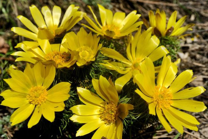 Ilustračný obrázok k článku Príroda sa zbláznila! Na svahoch Devínskej Kobyly rozkvitli jarné kvety