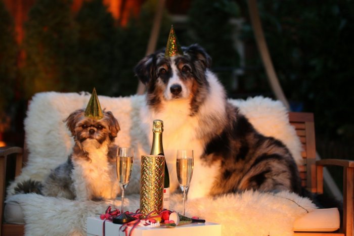 Ilustračný obrázok k článku My sa bavíme, oni trpia: Ako prežiť Silvestra so psom, aby sa oslavy nezmenili na nočnú moru?