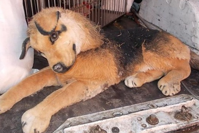 Ilustračný obrázok k článku Kuriózny prípad: Polícia strážila usmrteného psa pri Poluse, po príchode Slobody zvierat sa zistilo, že je plyšový