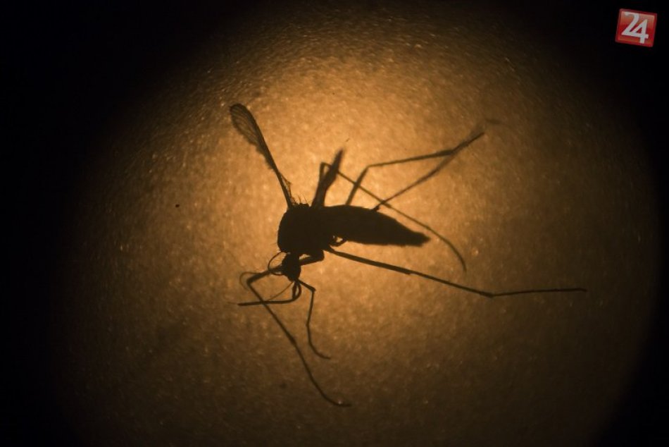 Ilustračný obrázok k článku Je Bratislava pripravená na inváziu komárov? Mesto plošne monitoruje potenciálne liahniská hmyzu