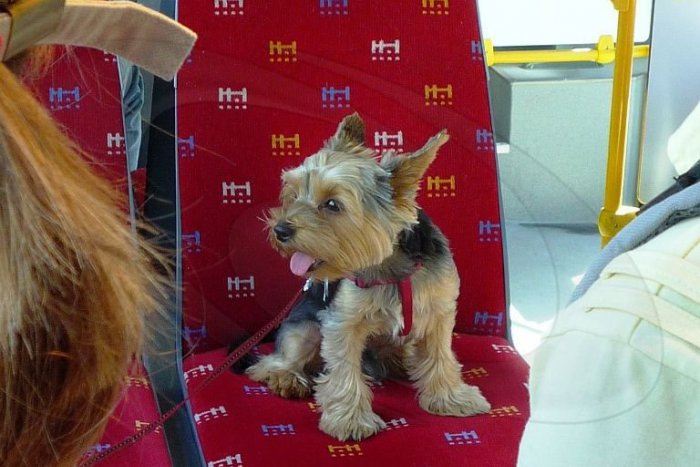 Ilustračný obrázok k článku Vodič MHD môže odmietnuť prepravu dvoch psov bez schránky