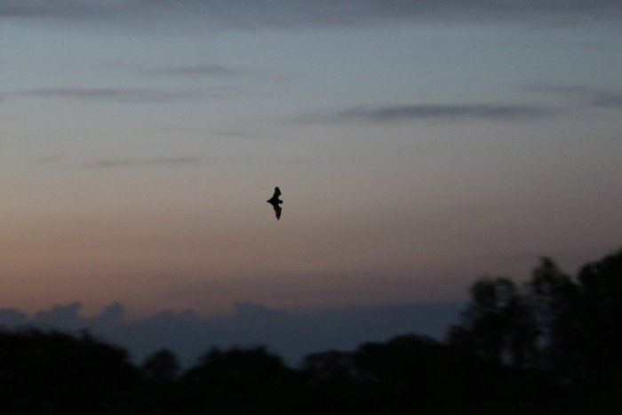 Ilustračný obrázok k článku V Devínskej Novej Vsi sčítavali migrujúce netopiere