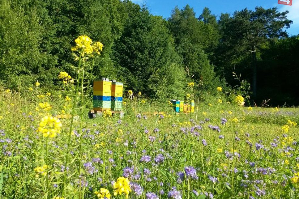 Ilustračný obrázok k článku Mestské včely významne prispievajú k zlepšovaniu zelene v Bratislave