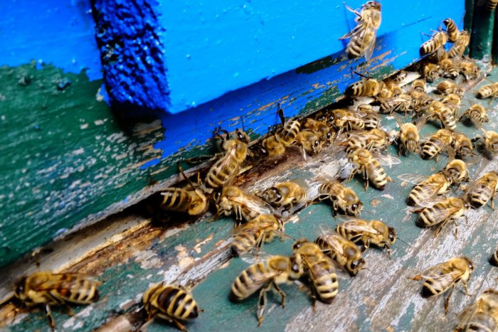 Ilustračný obrázok k článku V mestských lesoch chovajú 18 včelstiev