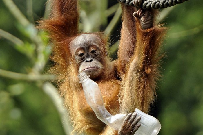 Ilustračný obrázok k článku Šimpanzy a orangutany v bratislavskej ZOO potešíte aj obyčajnými PET fľašami