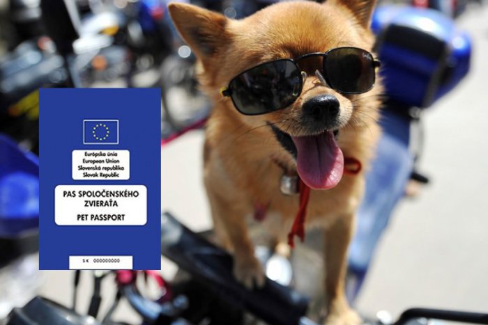 Ilustračný obrázok k článku Plánujete so psíkom dovolenku v zahraničí? Nezabudnite mu vybaviť cestovný pas
