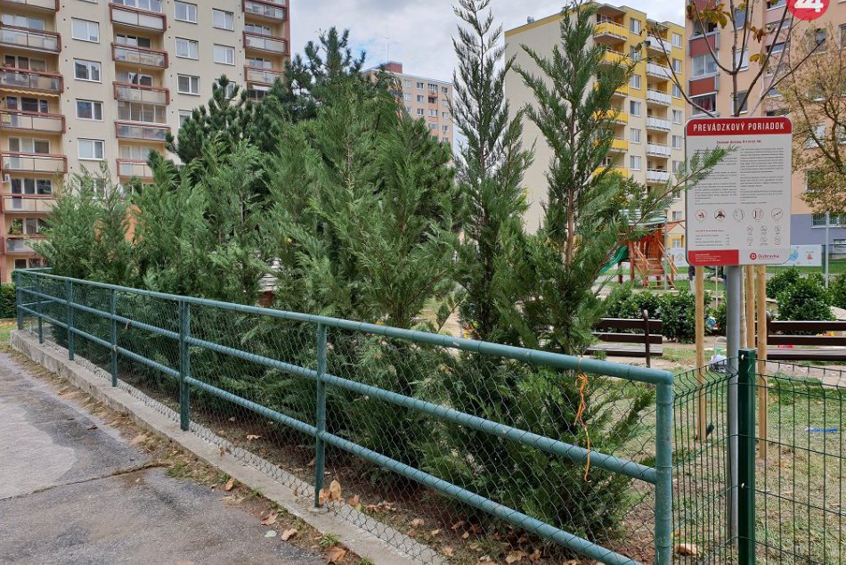 Ilustračný obrázok k článku Dúbravka sa zazelená. Na jeseň pribudne v mestskej časti viac ako 130 nových stromov