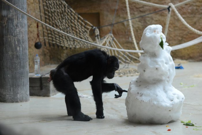 Ilustračný obrázok k článku FOTO: V bratislavskej ZOO zažili šimpanzy netradičnú návštevu. To bolo radosti!