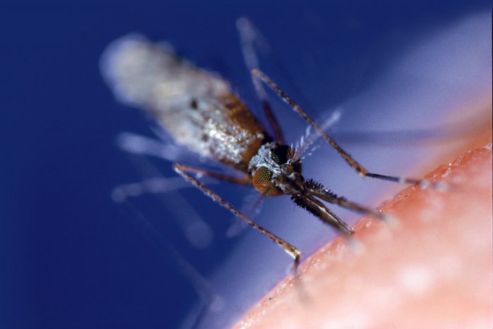 Ilustračný obrázok k článku Nadávate na komáre? TOTO nerobte, ak chcete, aby ich bolo menej
