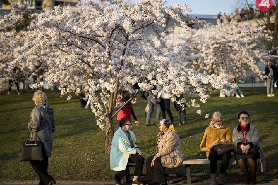 Ilustračný obrázok k článku Bratislava dostane darček od Japonska: Mesto zakvitne nádhernými kvetmi sakury