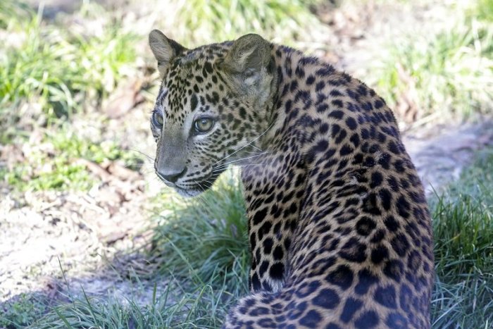 Ilustračný obrázok k článku Bratislavskú ZOO nečakane zatvorili, hľadali mláďa leoparda
