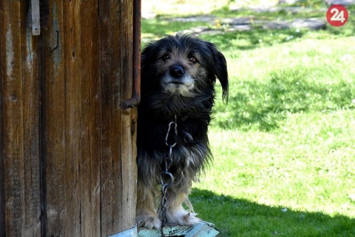 Ilustračný obrázok k článku Už nebudú tuláci: V Bratislave našlo nový domov 18 opustených psov