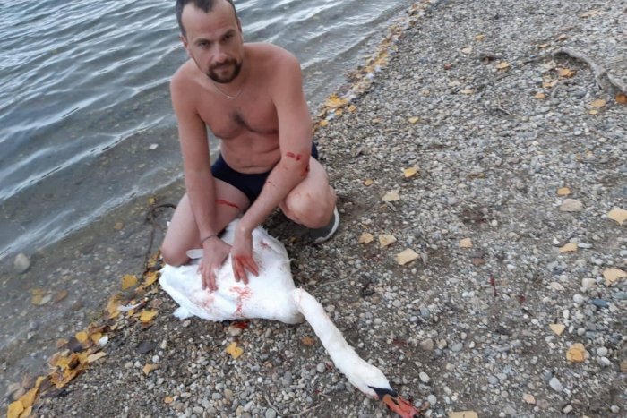 Ilustračný obrázok k článku Cudzinec bez váhania skočil do petržalského jazera, aby zachránil zranenú labuť