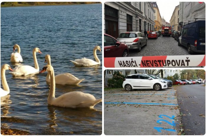 Ilustračný obrázok k článku TOP 5 tém týždňa: Zachránená labuť, parkovanie v Petržalke aj požiar v centre mesta