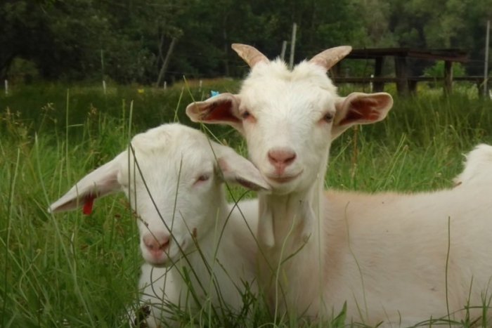 Ilustračný obrázok k článku Tip na darček: Buďte originálni - darujte partnerovi kozy!