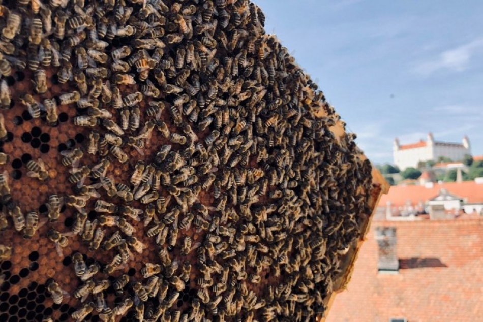 Ilustračný obrázok k článku Strecha magistrátu sa hemží včelami. Komu sa ujde chutný medík?