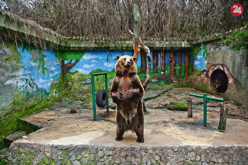 Ilustračný obrázok k článku Medveďa Félixa KONEČNE presťahujú z hrozného betónového VÝBEHU! Kde ho v zoo nájdete?