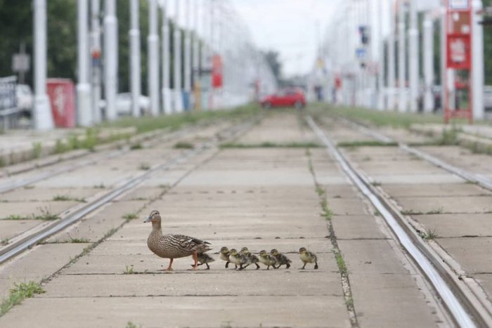 Ilustračný obrázok k článku Nevšedný obrázok: Kačica s mladými sa vybrala na prechádzku cez trať električky