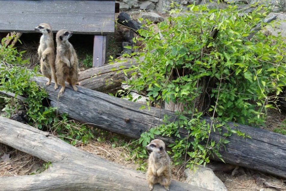 Ilustračný obrázok k článku Akčným surikatám v bratislavskej ZOO sa zrútila časť výbehu. Chystajú pre nich nový domov