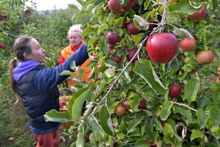 Ilustračný obrázok k článku SAMOZBER jabĺk pri Bratislave: Natrhajte si do zásoby chutné ovocie plné vitamínov