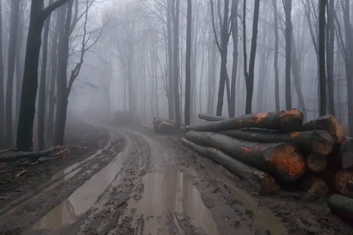 Ilustračný obrázok k článku Ako mesačná krajina: Nešetrná ťažba zničila cesty v bratislavských lesoch, tvrdia ochranári