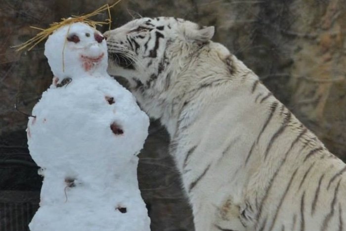 Ilustračný obrázok k článku Bratislavská ZOO sa lúči s nádherným tvorom. Odišiel vznešený biely tiger Achilles
