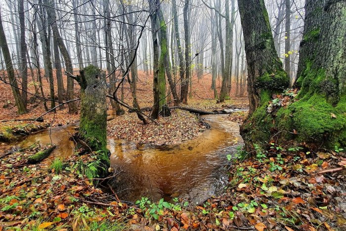 Ilustračný obrázok k článku Záujem o bratislavskú prírodu mimoriadne vzrástol: Mestské lesy preto menej ťažia