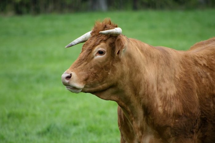 Ilustračný obrázok k článku Veľká pátracia akcia: Pri Senci ušiel býk z chovu! NIKTO nevie, kde sa nachádza!