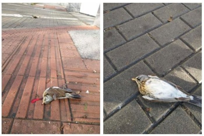 Ilustračný obrázok k článku MŔTVE vtáky okolo hotela v Starom Meste: Problém, pred ktorým by sa nemali zatvárať oči