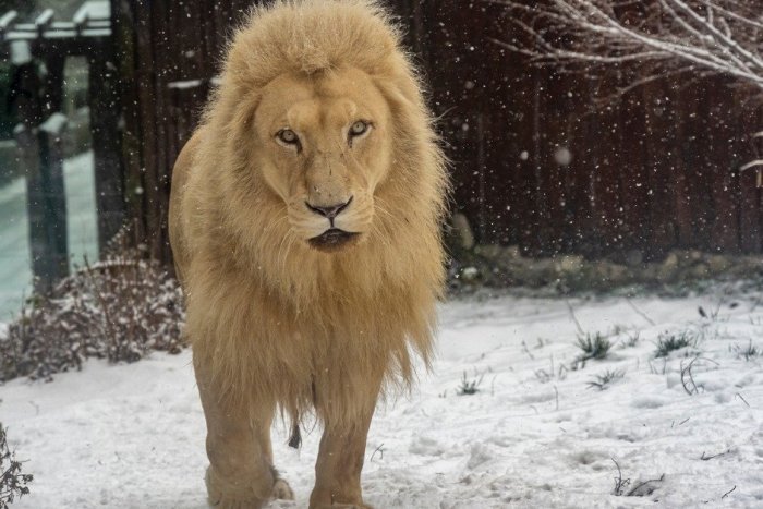 Ilustračný obrázok k článku Smutná správa: Bratislavská ZOO prišla o majestátneho leva Haldira