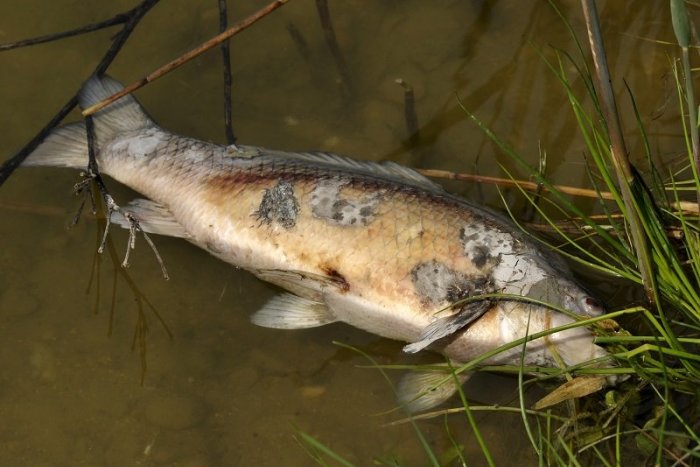 Ilustračný obrázok k článku Bratislavské jazerá na jar vyplavujú telá MŔTVYCH rýb. Hrozí ľuďom NÁKAZA?