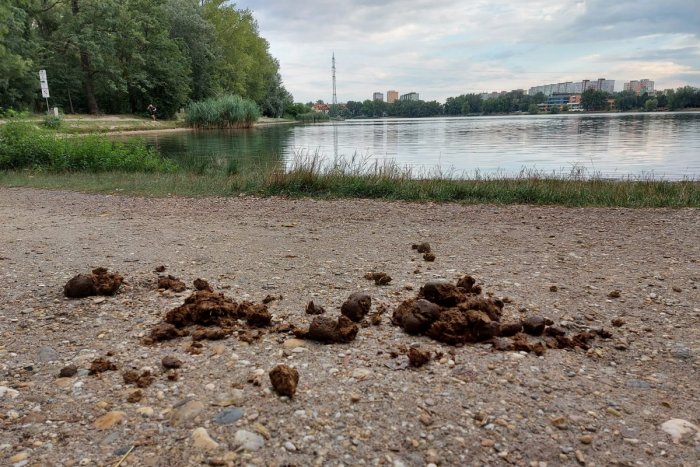 Ilustračný obrázok k článku Verejné WC pre zvieratá?! Chodníky aj breh bratislavského jazera hyzdia KONSKÉ "kôpky"