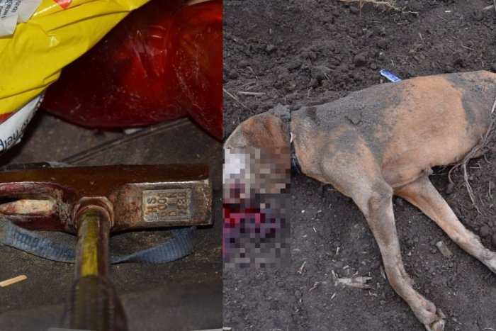 Ilustračný obrázok k článku OHAVNÁ vražda: Bratislavčan KLADIVOM na smrť dobil svojho psíka