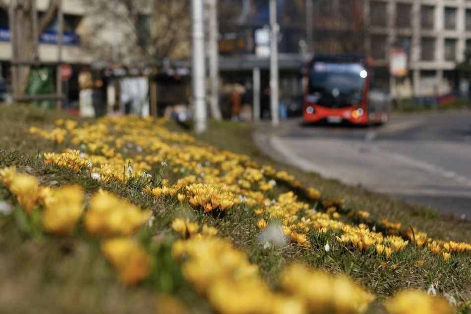 Ilustračný obrázok k článku V Bratislave cítiť jar na každom kroku: Pozrite sa na tú NÁDHERU! + FOTO