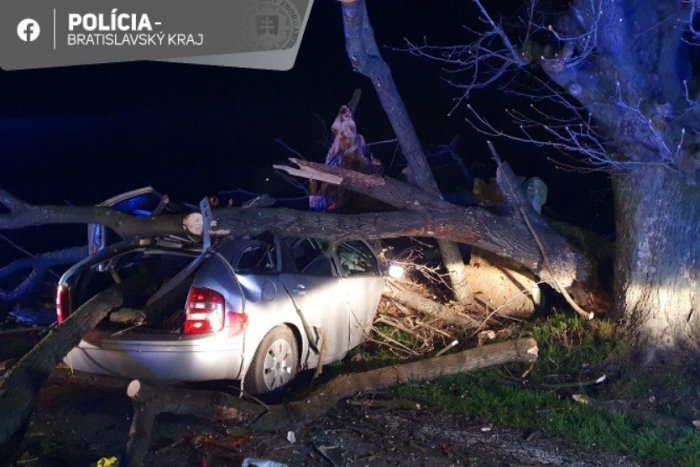 Ilustračný obrázok k článku HROZNÉ zábery: Auto narazilo do stromu, vodič nemal šancu prežiť