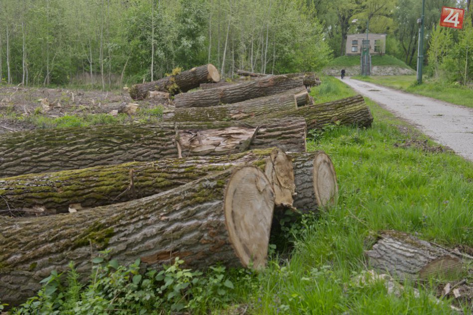 Výrub stromov na Ceste na Kamzík